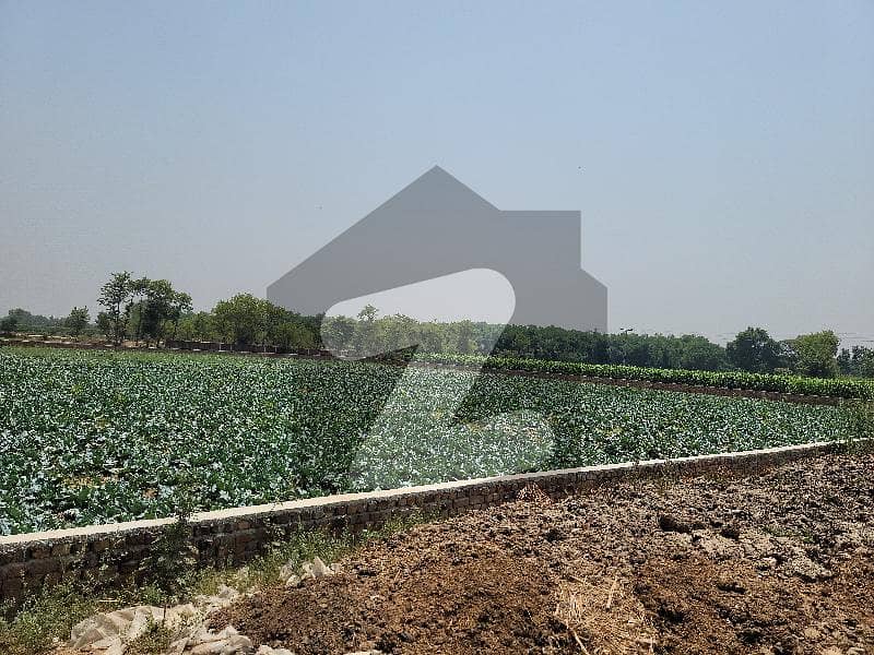 This Is Your Chance To Buy Agricultural Land In Ferozpur Road