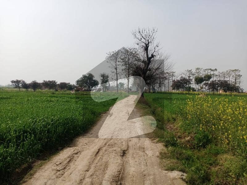 برکی روڈ کینٹ لاہور میں 48 کنال زرعی زمین 6.25 کروڑ میں برائے فروخت۔