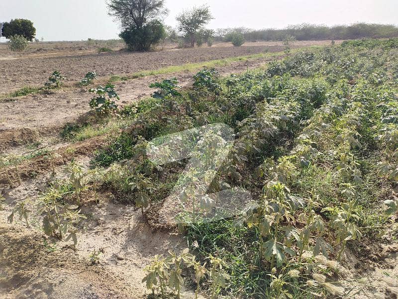 گداپ روڈ کراچی میں 9.6 کنال زرعی زمین 36 لاکھ میں برائے فروخت۔