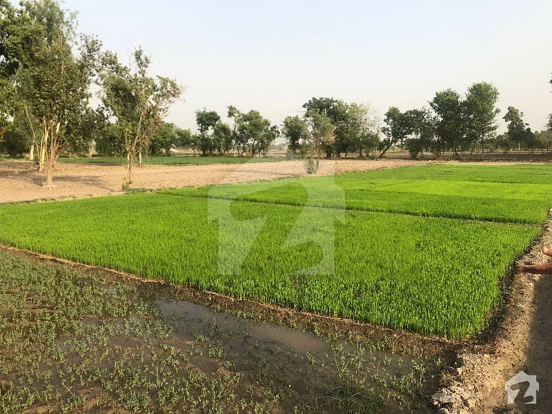 333000 Square Feet Agricultural Land For Sale In Buchey Ki Road