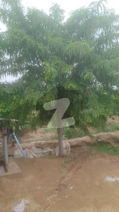 288000 Square Feet Farm House Available For Sale In Tibba Noor Pura, Tibba Noor Pura