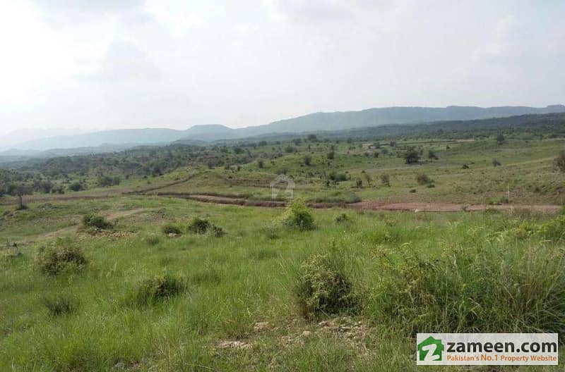 50 Kanal Olive Farms Land For Sale