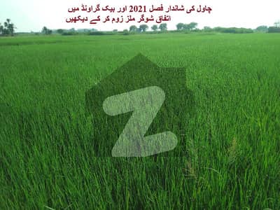 36 Acre (11 25) Prime Agriculture Land Near Ittifaq Sugar Mills Chani Goth For Sale