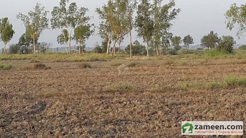 700 Kanal Agriculture Land In  Tehsil Taunsa District  Dera Ghazi  Khan Punjab
