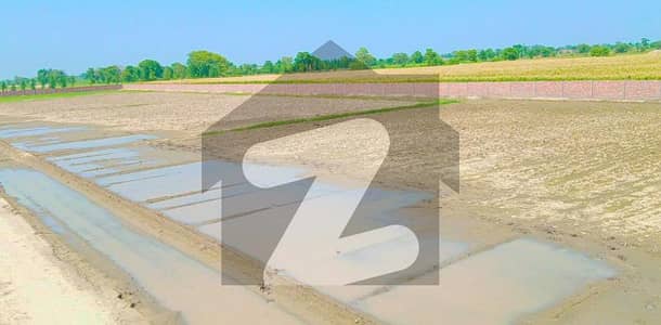 بیدیاں روڈ لاہور میں 4 کنال زرعی زمین 56 لاکھ میں برائے فروخت۔