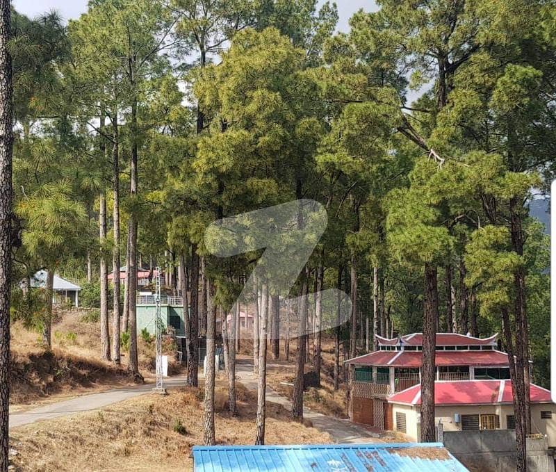 Ideal Residential Plot Available In Angoori Road, Murree