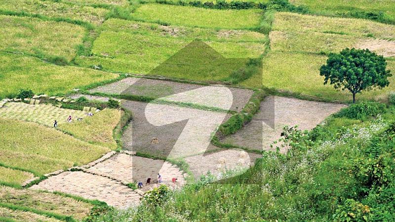 970 Kanal Agricultural Land For Sale In Moza Mojo Tehsil Chunia Distt Kasur