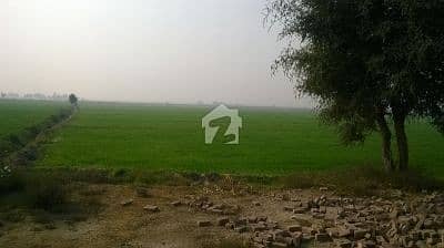 32 Murabba Fertile Agricultural Land Available For Sale At Jhang 32 Murabba Fertile Agricultural Land Available For Sale At Jhang