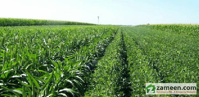 48 Kanal Agricultural Land For Rent