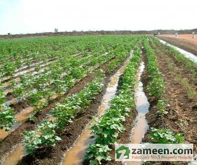 300 Kanal Agricultural Land For Sale