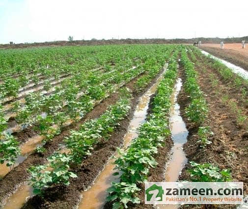 300 Kanal Agricultural Land For Sale 300 Kanal Agricultural Land For Sale
