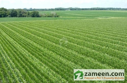 Agricultural Land For Sale In Khanewal