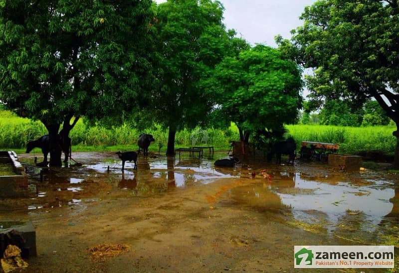 200 Kanal Agricultural Land
