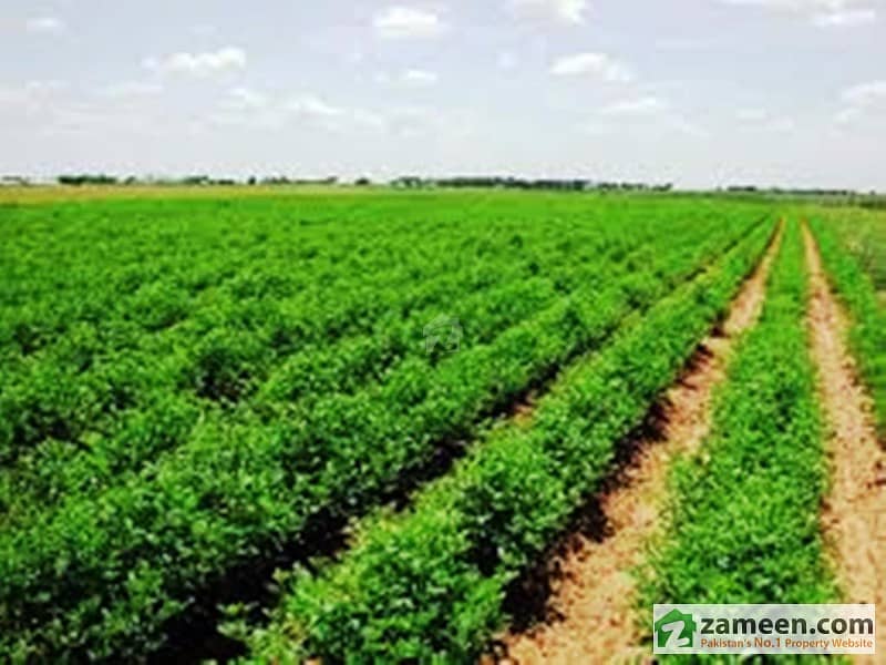 129. 12 Kanal Agricultural Land For Sale In Sargodha Road - Near By Jhung City