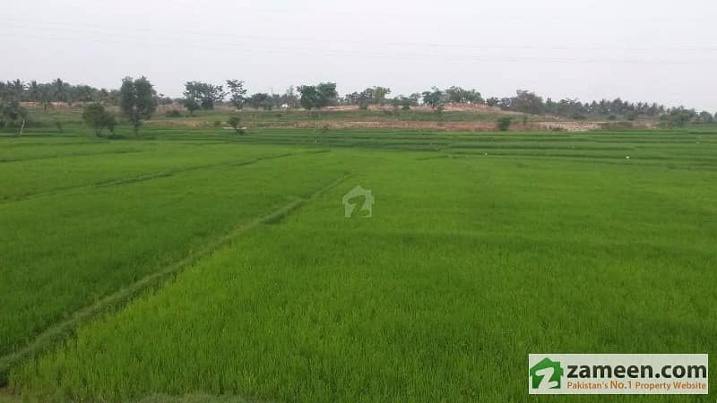 Agriculture Land In Chak 101L