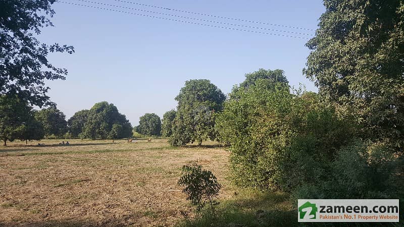 Agricultural Land Of Mangoes Dates Lemon Wheat Cotton And Sugarcane