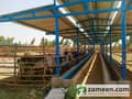 1 New Age Cattel Sheds