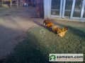 6 Livestock 6 Livestock
