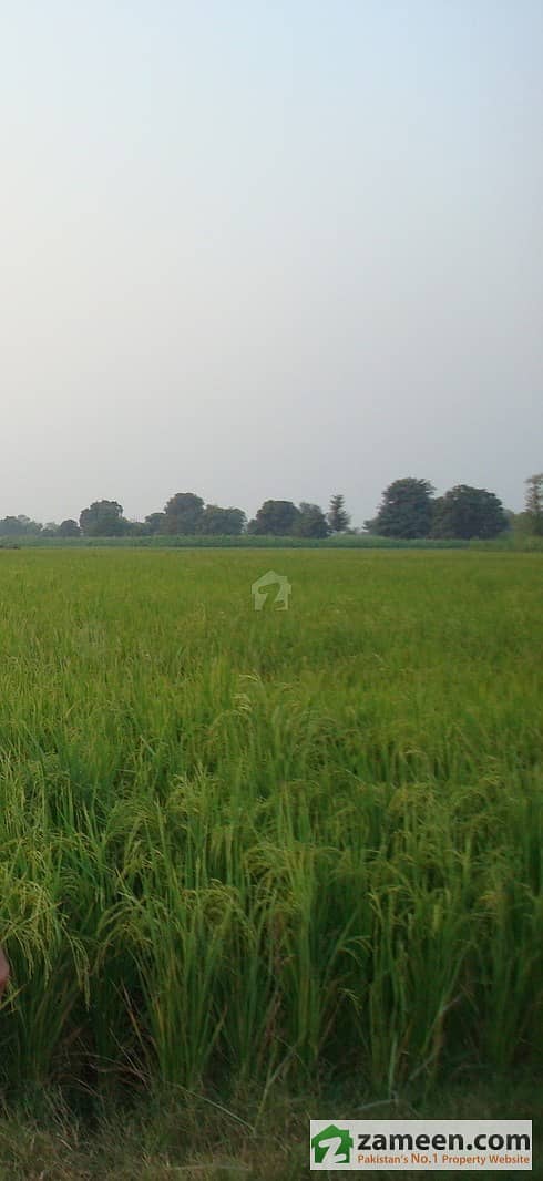 2 Agricultural Land View