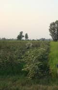 4 Agricultural Land View