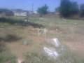 1 Plot View