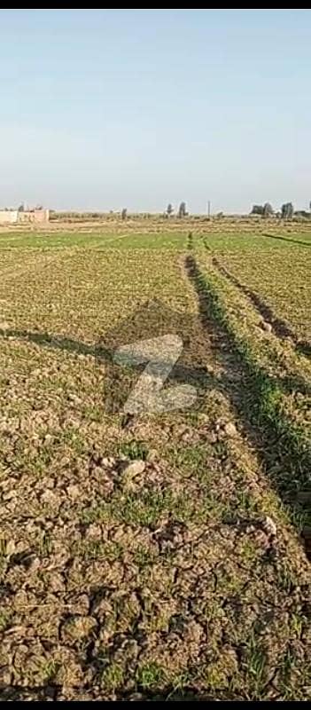 پاروا ڈیرہ اسماعیل خان میں 36 کنال زرعی زمین 59.4 لاکھ میں برائے فروخت۔
