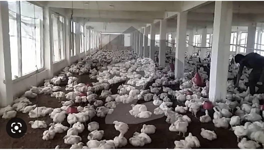Poultry Farm For Rent Open Shad