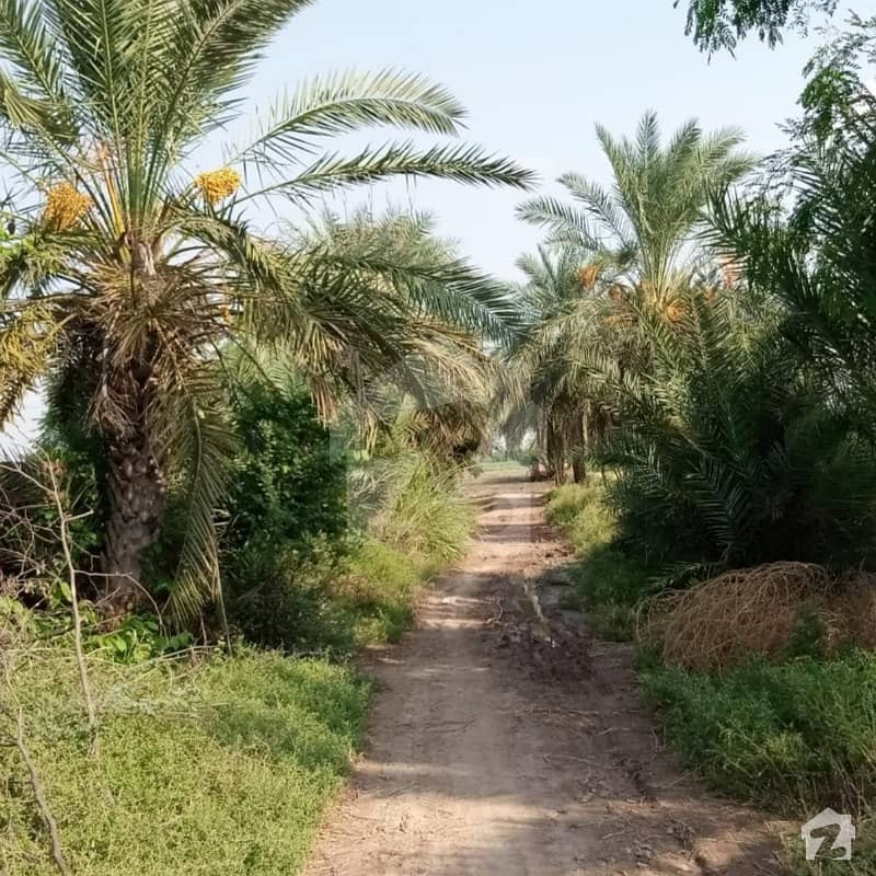 Agricultural Land For Sale In Burj Mandi Burj Mandi Burj Mandi