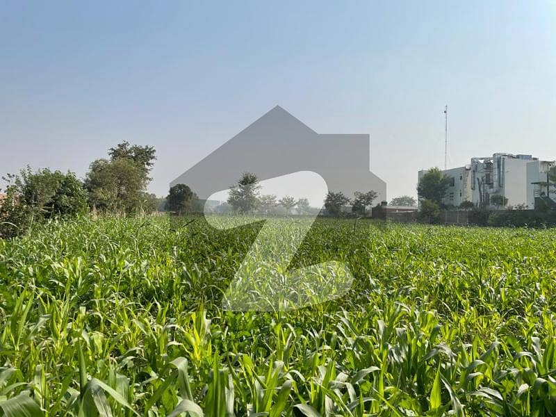 Sharaqpur 8 Acre Land Is Available For Sale.
