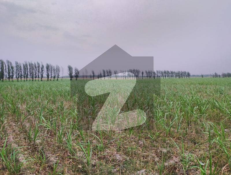 Ideal 6.5 Acer Agriculture Land For Sale Jaranwala Road, Faisalabad