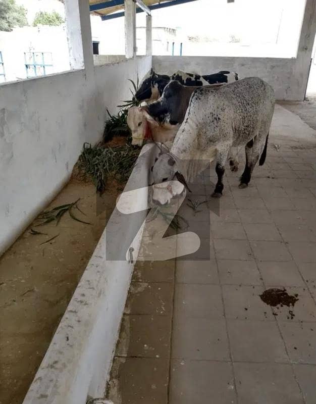 3 kanal dairy from available for rent 3 kanal dairy from available for rent