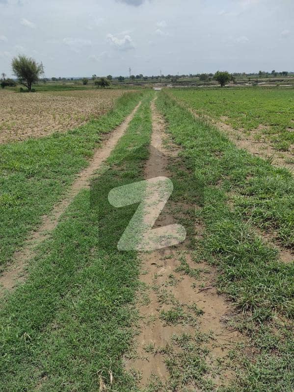 50 Kanal Agricultural Land In Chakwal