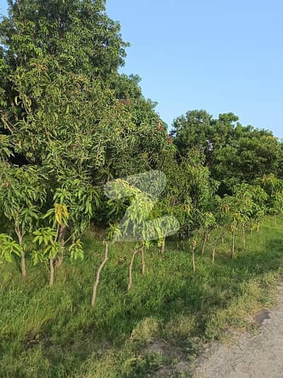 28 Acres Agricultural Land Near Cpec And Iqbal Abad Rahim Yar Khan