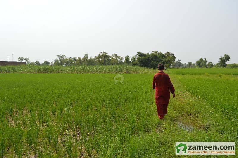 72 Kanal Land For Sale - 5. 7 Km From Qartaba Town Sargodha Bhalwal Rd. 