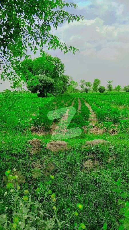 25 Acre Agricultural Land Near Rahim Yar Khan City