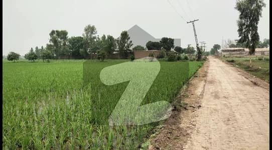 مانگا منڈی لاہور میں 32 کنال زرعی زمین 3.76 کروڑ میں برائے فروخت۔