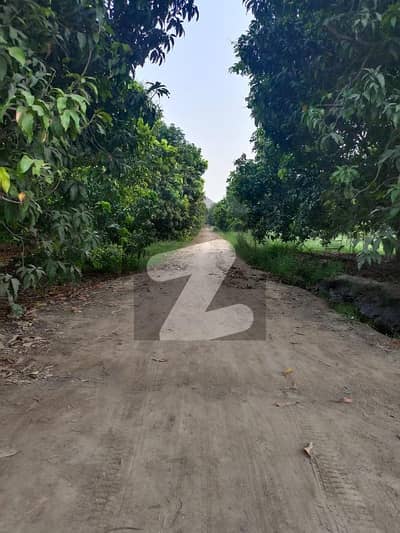 Ninety (90) Acres Of Ready Mango Orchard With Excellent Productivity At The Best Location Of Rahim Yar Khan City Along KLP Road