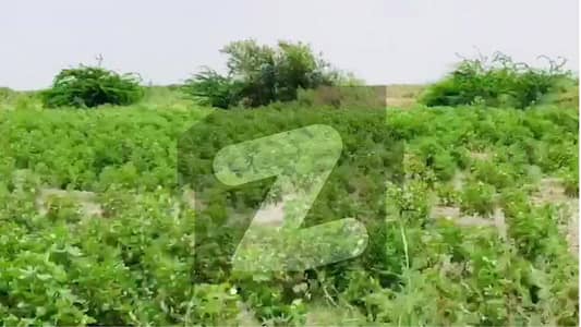 125 Acres Agriculture Fertile Land With Computerized Papers For Sale In Gharo - Mirpur Sakro Near Karachi