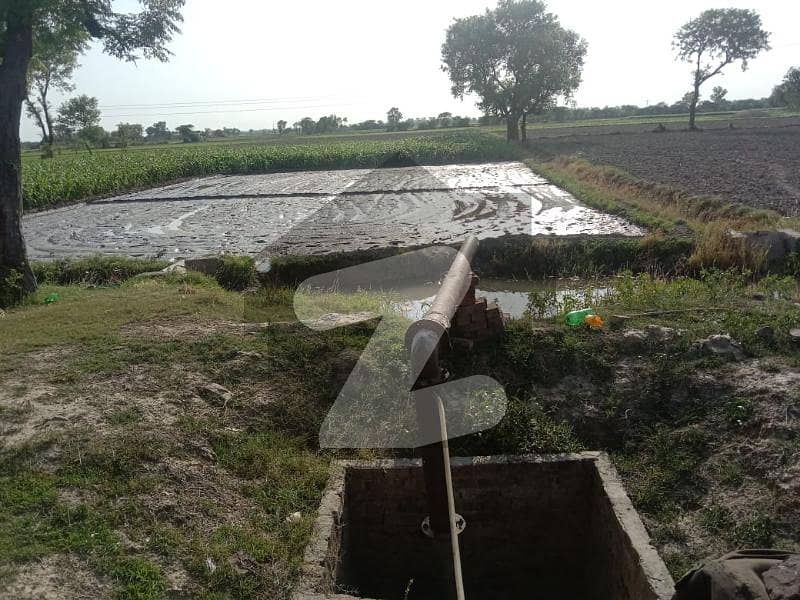 Fertile 8 Kanal Agricultural Land For Sale Fertile 8 Kanal Agricultural Land For Sale