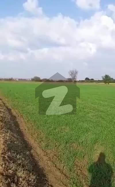 132 kanal agricultural land for sale in district chakwal
