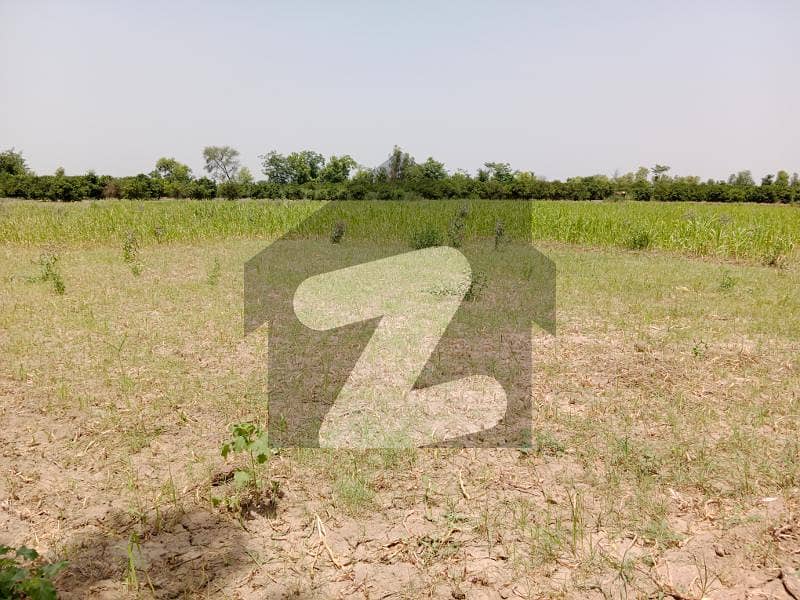 Agriculture Land Sale Urgent 64 Kanal