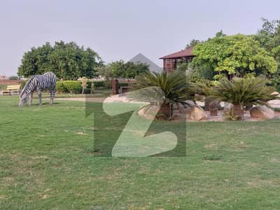 11 Marla House For Rent In Eden Orchard Sargodha Road Faisalabad