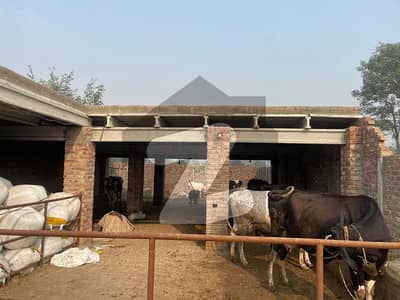 Dairy Farm House For Sale