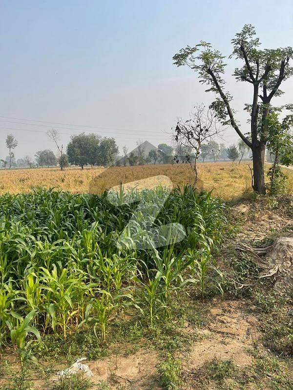 بیدیاں روڈ لاہور میں 160 کنال زرعی زمین 40.0 کروڑ میں برائے فروخت۔