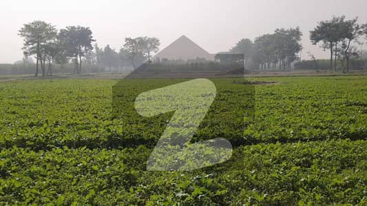 45 Acre Agriculture Land Is Available For Rent In Pattoki Raiwind Road Lahore