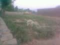 1 Land View
