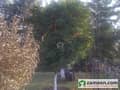 1 Fruit Tree View