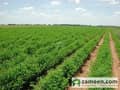 1 Turmeric Fields