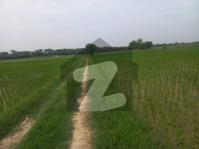 Fertile 8 Kanal Agricultural Land For Sale At Jahman Stop Main Bedian Road