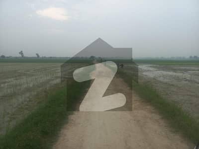 Fertile 12 Kanal Land Available For Sale Farming Purpose Bedian Road Lahore